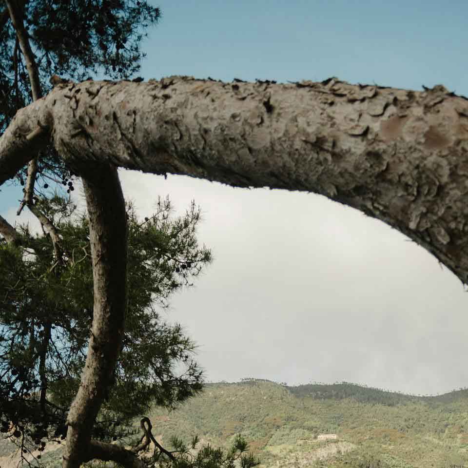 RED PPC - tree-services-3